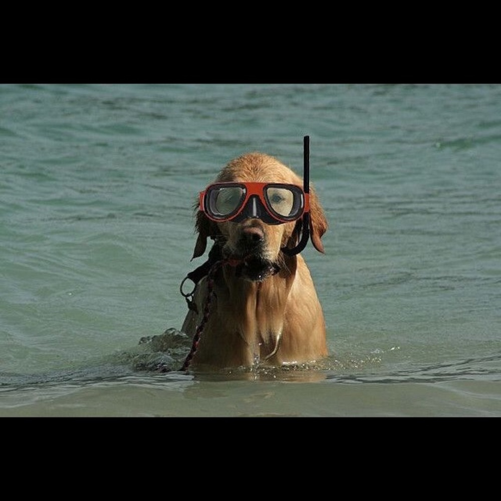 Meet your Posher, Robin